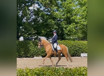 Deutsches Reitpony, Stute, 15 Jahre, 146 cm, Palomino
