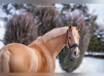 Deutsches Reitpony, Stute, 15 Jahre, 146 cm, Palomino