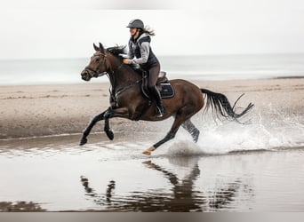 Deutsches Reitpony, Stute, 15 Jahre, 147 cm, Brauner