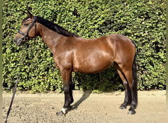 Deutsches Reitpony, Stute, 15 Jahre, 147 cm, Brauner