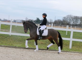 Deutsches Reitpony, Stute, 15 Jahre, 147 cm, Brauner