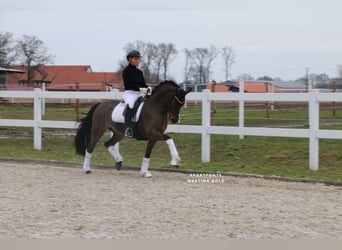 Deutsches Reitpony, Stute, 15 Jahre, 147 cm, Brauner