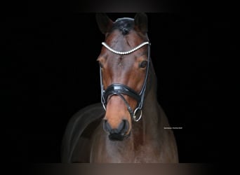 Deutsches Reitpony, Stute, 15 Jahre, 147 cm, Brauner