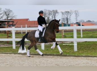 Deutsches Reitpony, Stute, 15 Jahre, 147 cm, Brauner