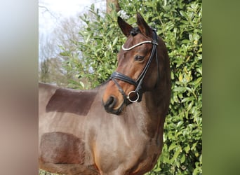 Deutsches Reitpony, Stute, 15 Jahre, 147 cm, Brauner