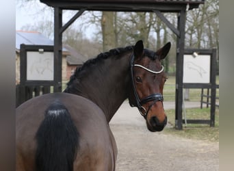 Deutsches Reitpony, Stute, 15 Jahre, 147 cm, Brauner