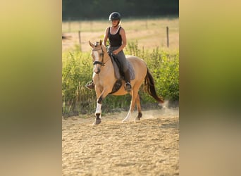 Deutsches Reitpony, Stute, 15 Jahre, 147 cm, Falbe