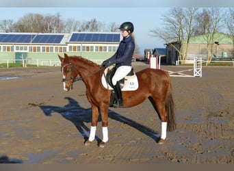 Deutsches Reitpony, Stute, 15 Jahre, 147 cm, Fuchs