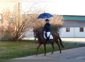 Deutsches Reitpony, Stute, 15 Jahre, 147 cm, Fuchs