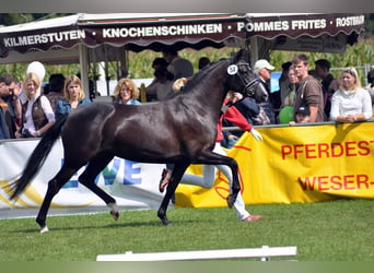 Deutsches Reitpony, Stute, 15 Jahre, 147 cm, Rappe