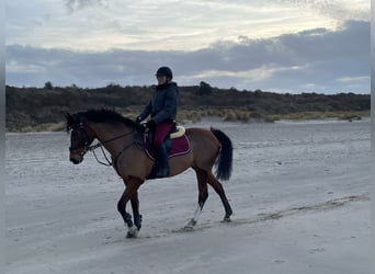 Deutsches Reitpony, Stute, 15 Jahre, 148 cm, Brauner