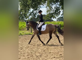 Deutsches Reitpony, Stute, 15 Jahre, 148 cm, Falbe