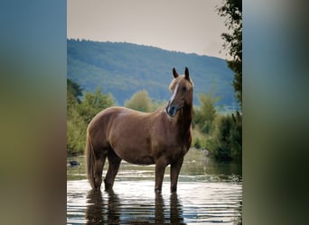 Deutsches Reitpony, Stute, 15 Jahre, 148 cm, Fuchs