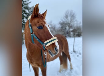 Deutsches Reitpony Mix, Stute, 15 Jahre, 148 cm, Fuchs