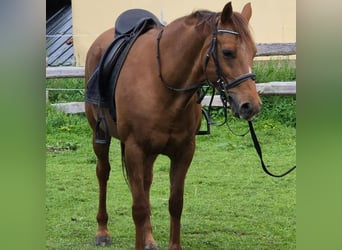 Deutsches Reitpony, Stute, 15 Jahre, 148 cm, Fuchs