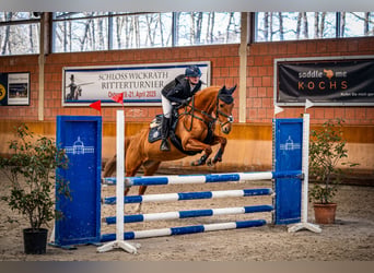Deutsches Reitpony, Stute, 15 Jahre, 148 cm, Fuchs