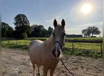 Deutsches Reitpony, Stute, 15 Jahre, 148 cm, Palomino