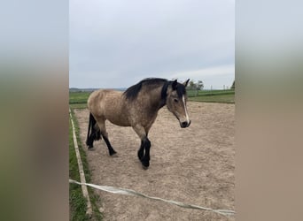 Deutsches Reitpony Mix, Stute, 15 Jahre, 150 cm, Falbe