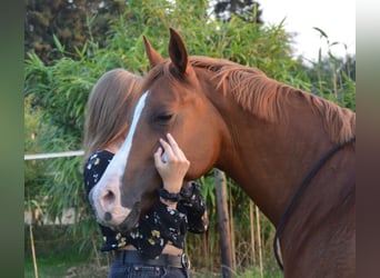 Deutsches Reitpony, Stute, 15 Jahre, 150 cm, Fuchs