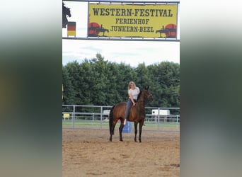 Deutsches Reitpony, Stute, 15 Jahre, 153 cm, Brauner