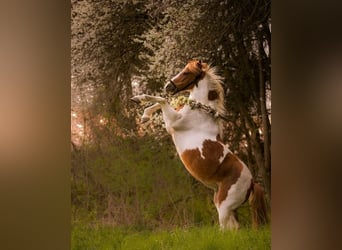 Deutsches Reitpony, Stute, 16 Jahre, 130 cm, Schecke