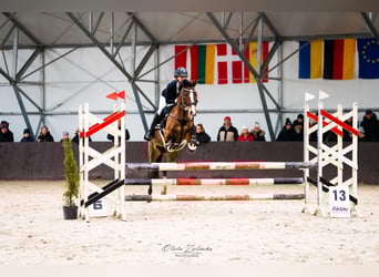 Deutsches Reitpony, Stute, 16 Jahre, 138 cm, Rotbrauner