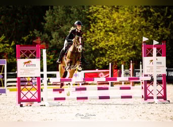 Deutsches Reitpony, Stute, 16 Jahre, 138 cm, Rotbrauner