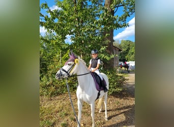 Deutsches Reitpony, Stute, 16 Jahre, 138 cm, Schimmel