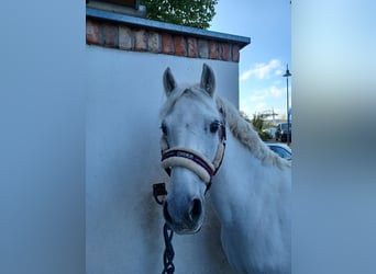 Deutsches Reitpony, Stute, 16 Jahre, 138 cm, Schimmel