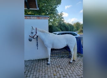 Deutsches Reitpony, Stute, 16 Jahre, 138 cm, Schimmel