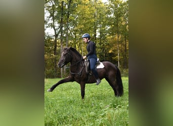 Deutsches Reitpony Mix, Stute, 16 Jahre, 139 cm, Rappe