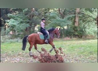 Deutsches Reitpony, Stute, 16 Jahre, 142 cm, Brauner