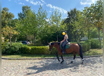 Deutsches Reitpony, Stute, 16 Jahre, 142 cm, Brauner