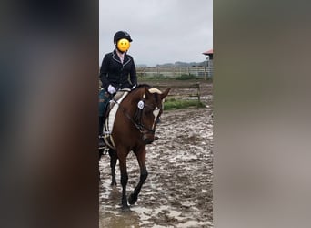 Deutsches Reitpony, Stute, 16 Jahre, 142 cm, Brauner