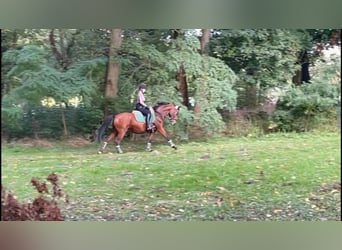 Deutsches Reitpony, Stute, 16 Jahre, 142 cm, Brauner