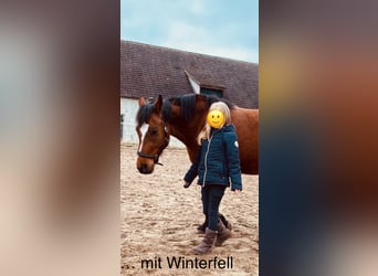 Deutsches Reitpony, Stute, 16 Jahre, 142 cm, Brauner