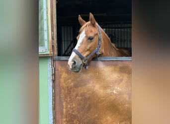 Deutsches Reitpony, Stute, 16 Jahre, 142 cm, Fuchs