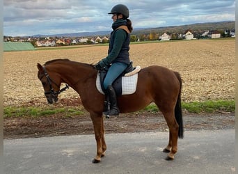 Deutsches Reitpony, Stute, 16 Jahre, 142 cm, Fuchs Deutsches Reitpony, Stute, 16 Jahre, 142 cm, Fuchs