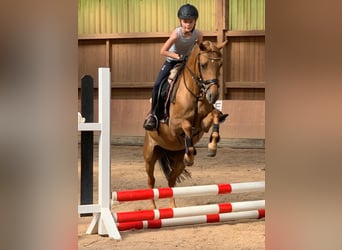 Deutsches Reitpony, Stute, 16 Jahre, 142 cm, Fuchs Deutsches Reitpony, Stute, 16 Jahre, 142 cm, Fuchs