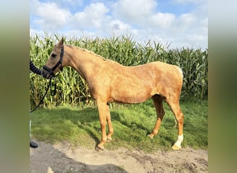 Deutsches Reitpony, Stute, 16 Jahre, 142 cm, Palomino