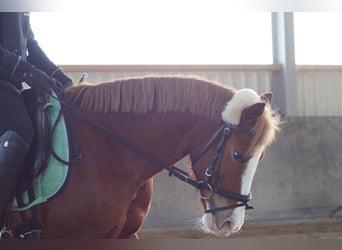 Deutsches Reitpony Mix, Stute, 16 Jahre, 143 cm, Fuchs