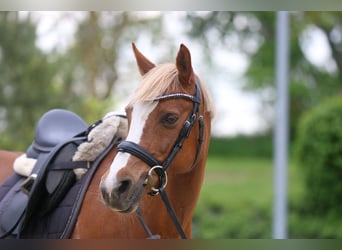Deutsches Reitpony, Stute, 16 Jahre, 143 cm, Fuchs