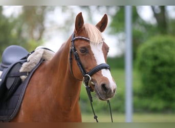 Deutsches Reitpony, Stute, 16 Jahre, 143 cm, Fuchs