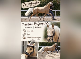 Deutsches Reitpony, Stute, 16 Jahre, 144 cm, Palomino