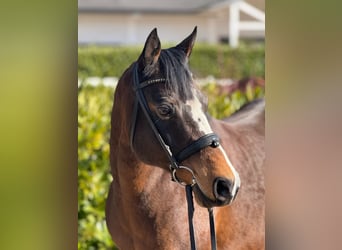 Deutsches Reitpony, Stute, 16 Jahre, 145 cm, Dunkelbrauner