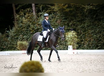 Deutsches Reitpony, Stute, 16 Jahre, 146 cm, Dunkelbrauner