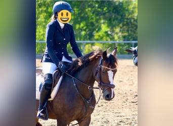 Deutsches Reitpony, Stute, 16 Jahre, 146 cm, Dunkelbrauner