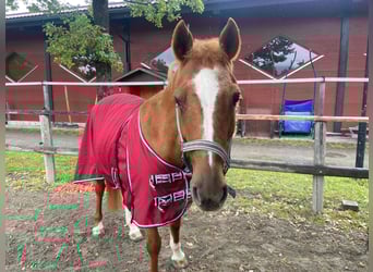 Deutsches Reitpony, Stute, 16 Jahre, 146 cm, Fuchs