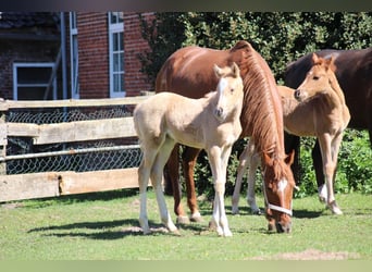 Deutsches Reitpony, Stute, 16 Jahre, 146 cm, Fuchs
