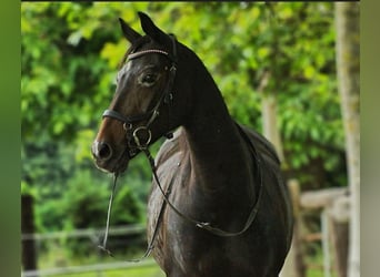 Deutsches Reitpony, Stute, 16 Jahre, 147 cm, Dunkelbrauner